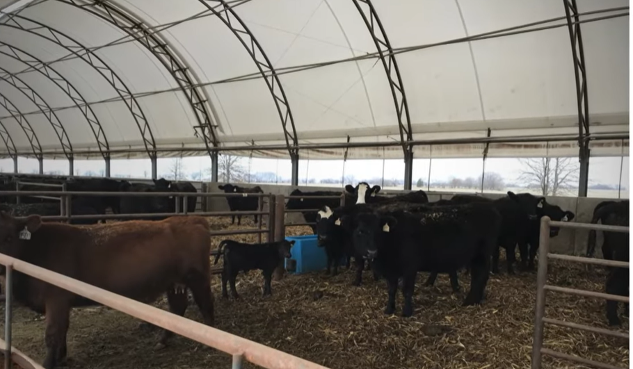 3 Health Considerations for Cow/Calf Confinement Operations Bovine